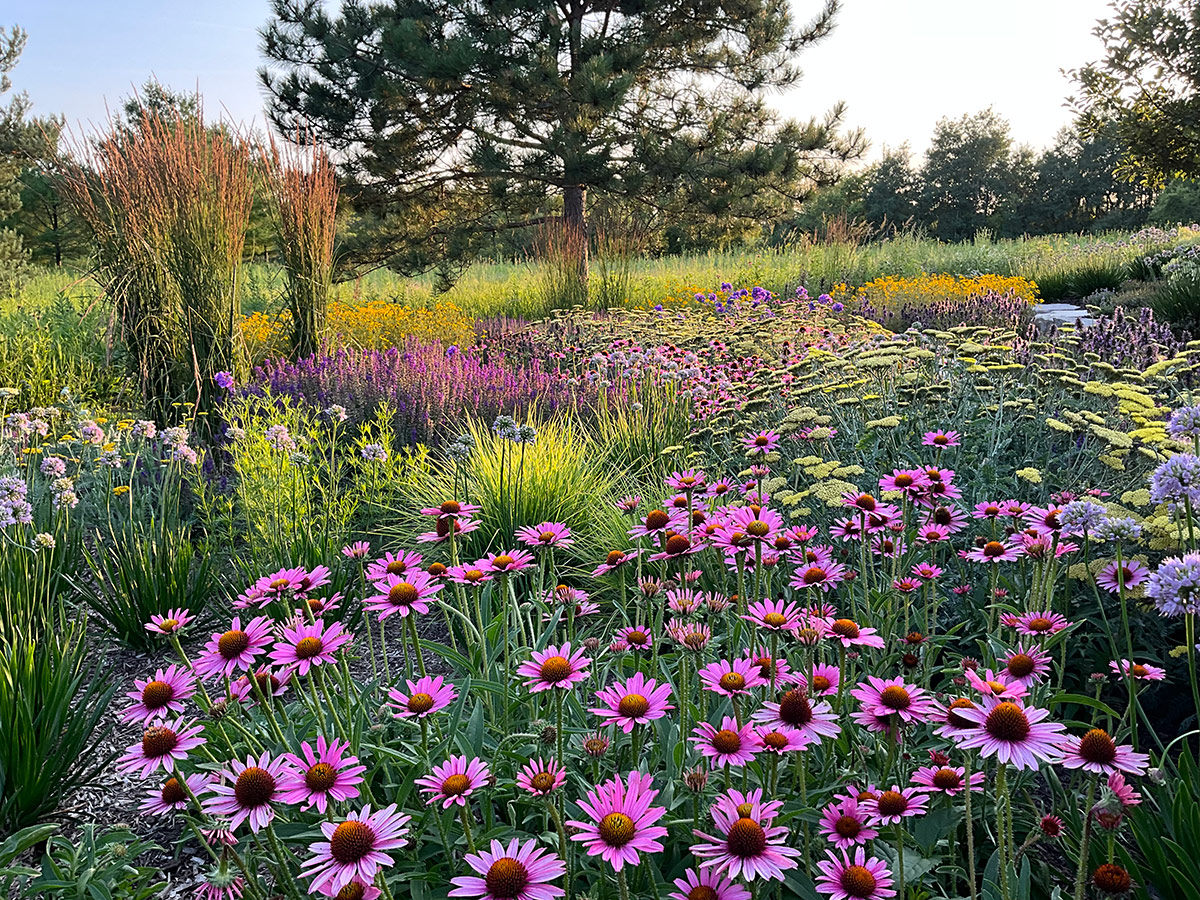 prairie garden with pink flowers