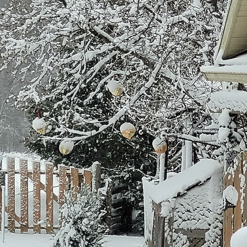 deciduous tee covered in snow