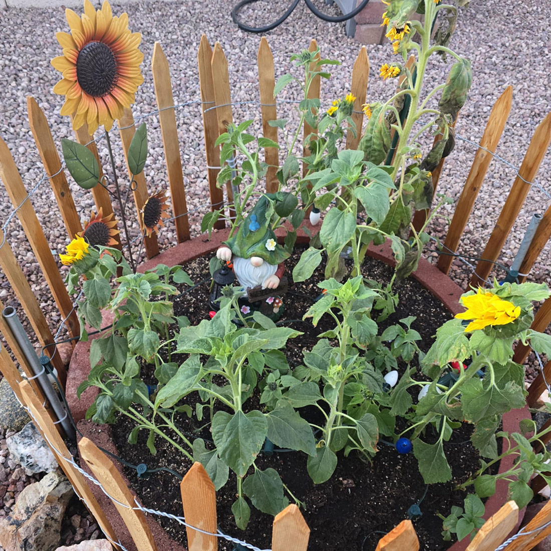 small fenced-in sunflower garden