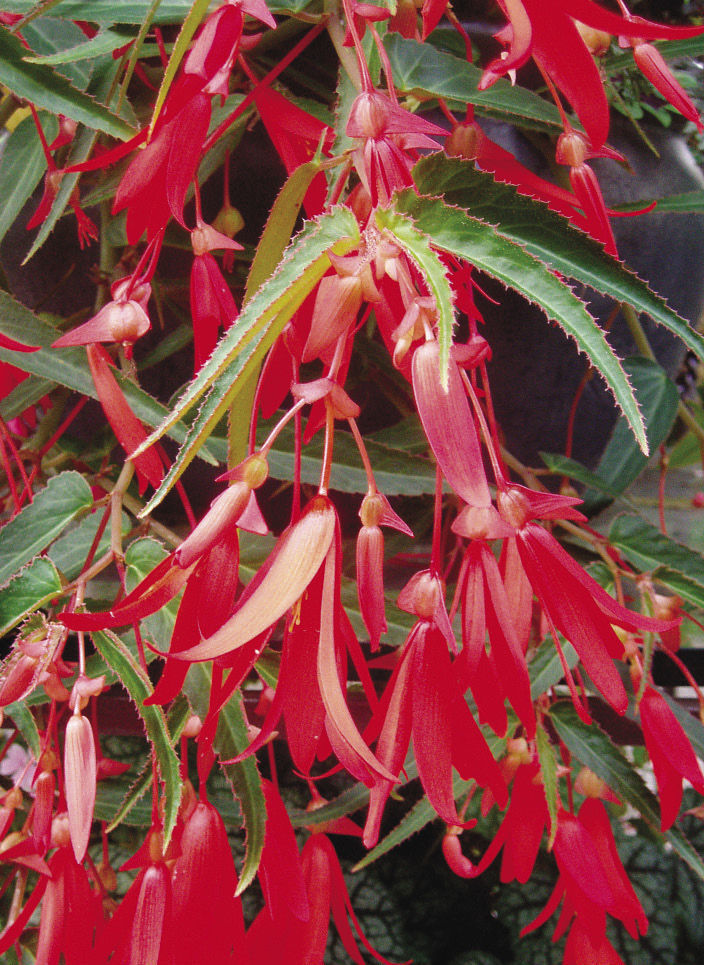 Bonfire® Begonia