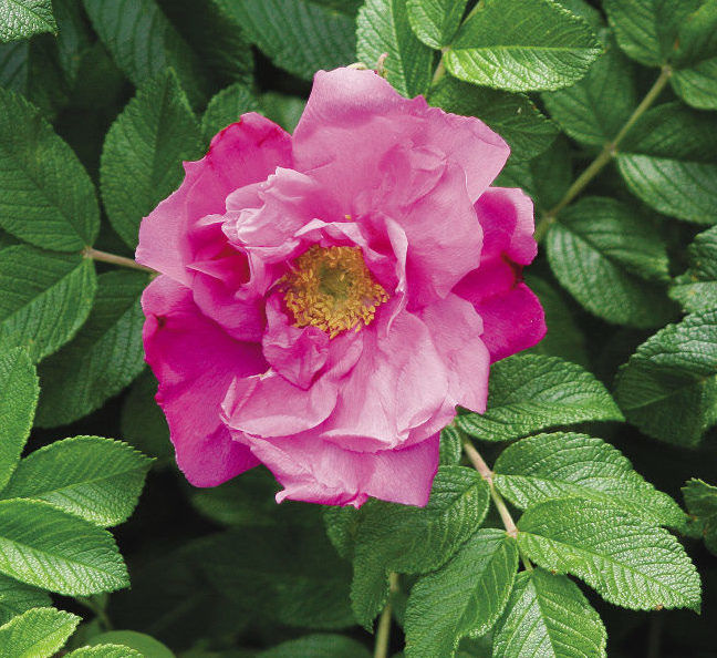 Rugosa Rose