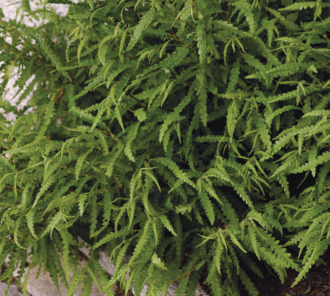 Sweet Fern