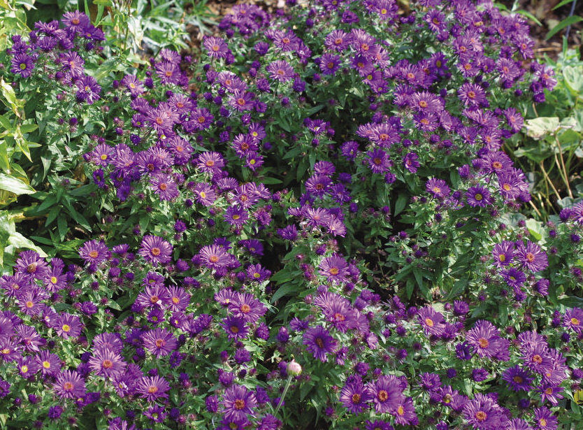 New England Aster