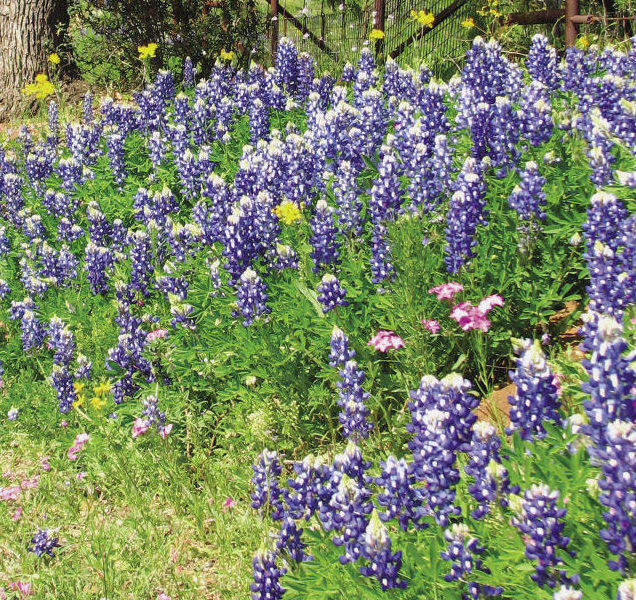 Texas Bluebonnet