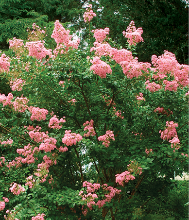 Crape Myrtle