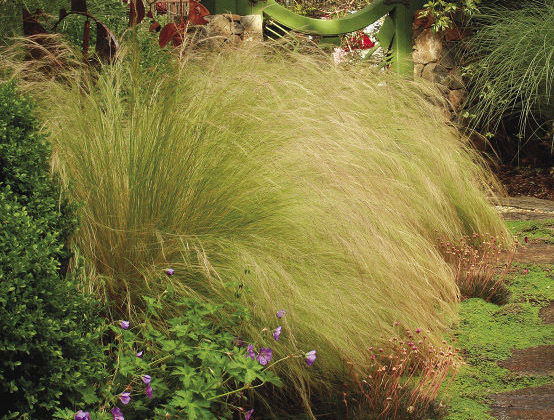 Mexican Feathergrass