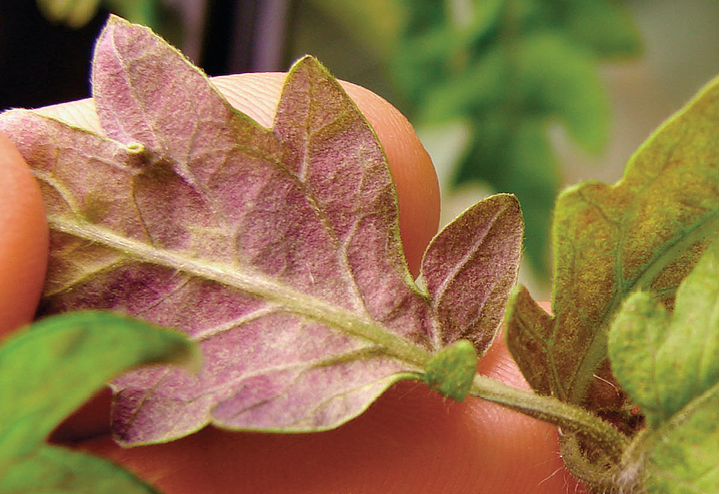 tomato leaves changing color