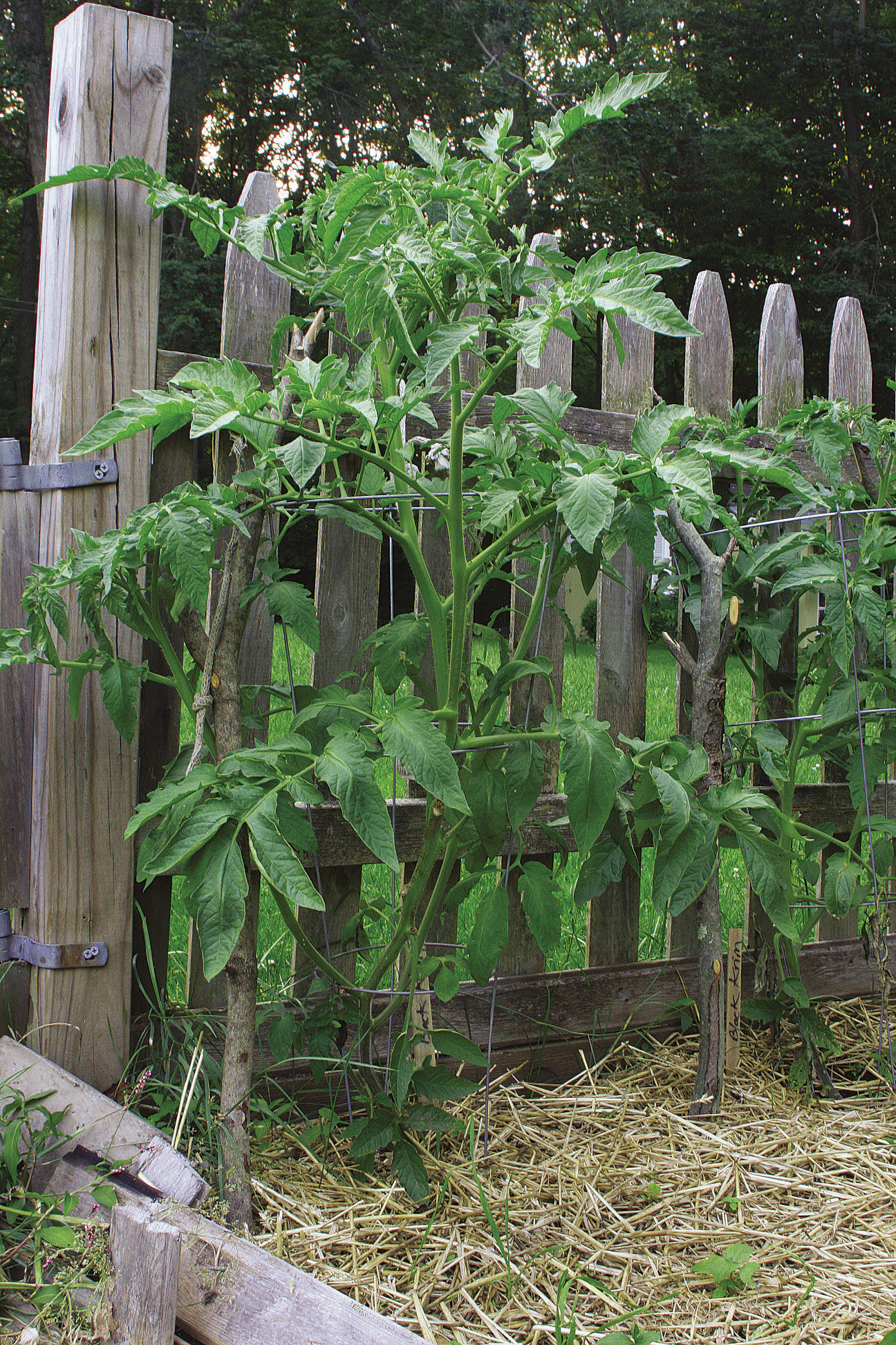 dry plants