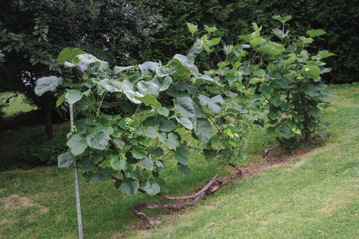 supports for grapes