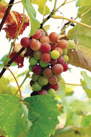 Catawba grapes