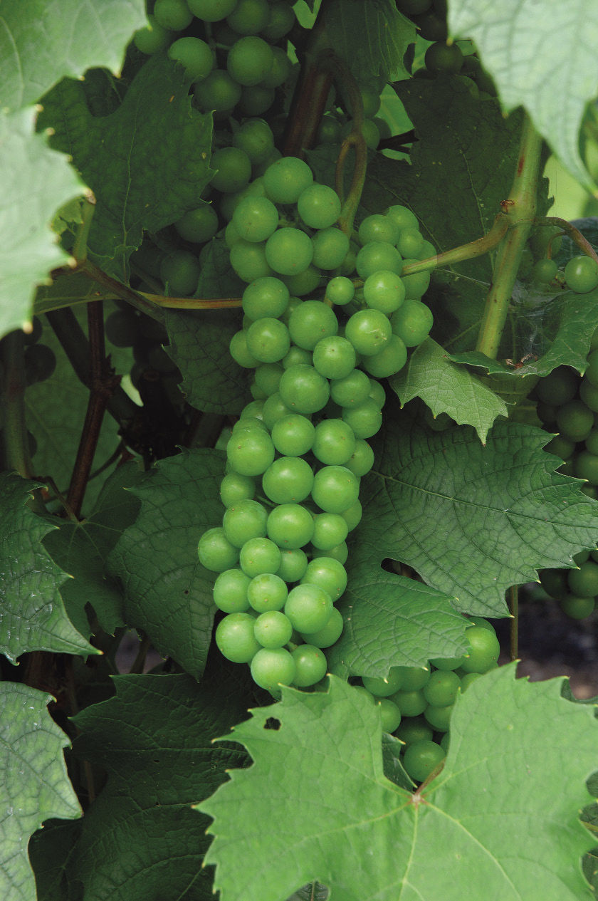 Edelweiss grapes