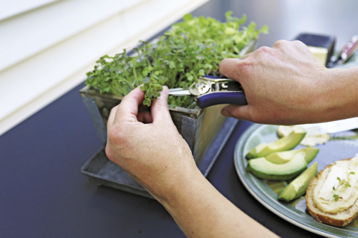 cutting microgreens