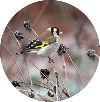 bird on a seed head