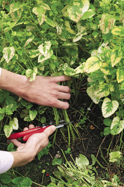 hands cutting away spent foliage