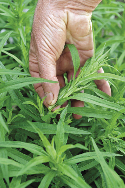 hand removing some excess plants