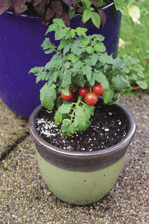 Tomatoes growing a pot