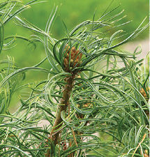 ‘Mini Twists’ Eastern white pine