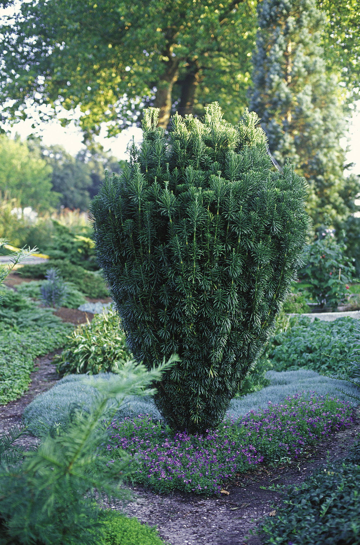 Upright Japanese plum yew