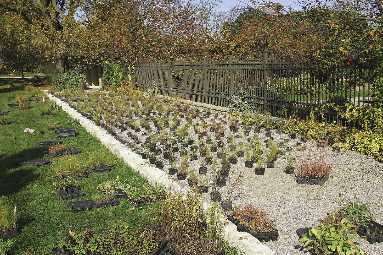 plants lined up to plant in the gravel garden