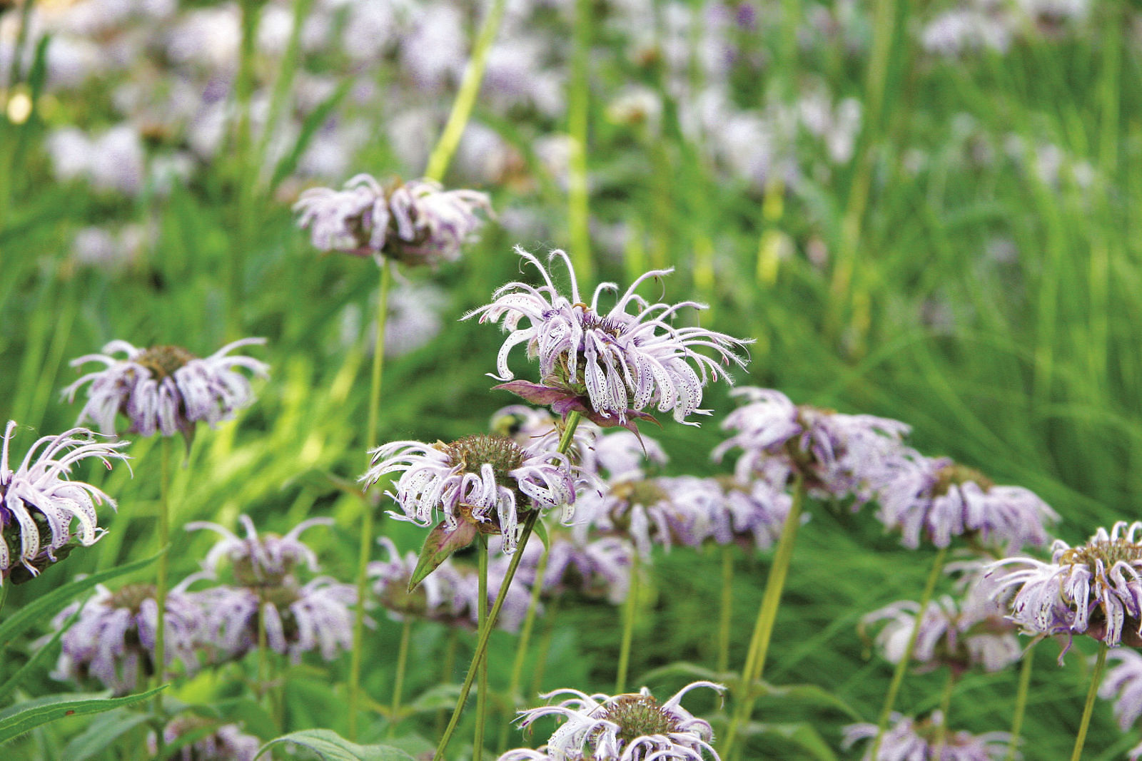 Eastern bee balm