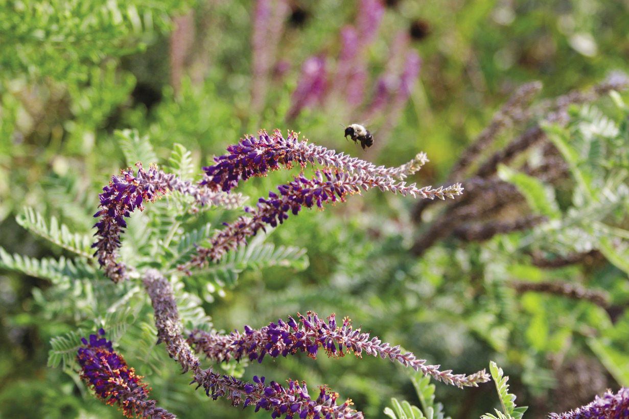 (Amorpha canescens)