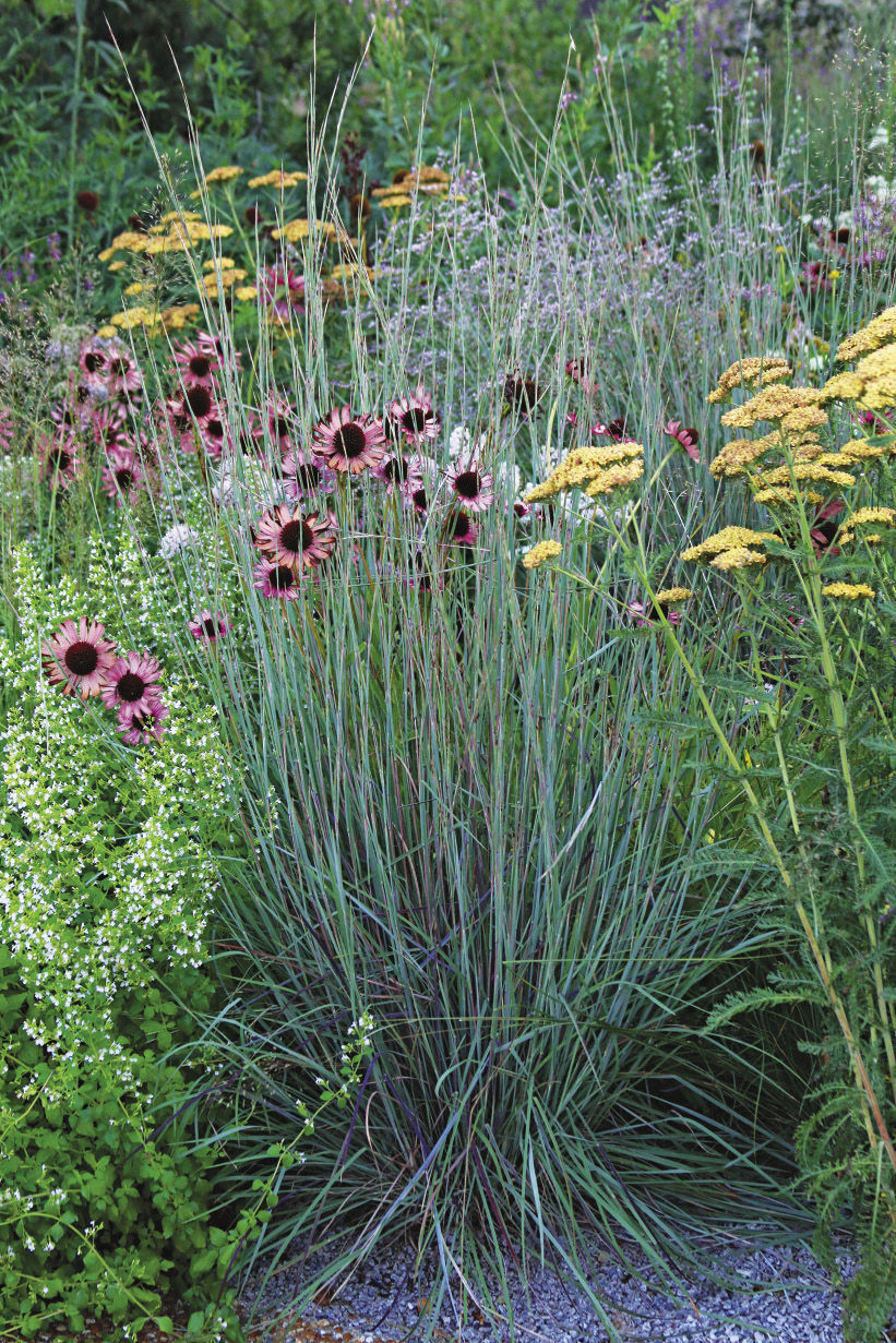 The Blues’ little bluestem