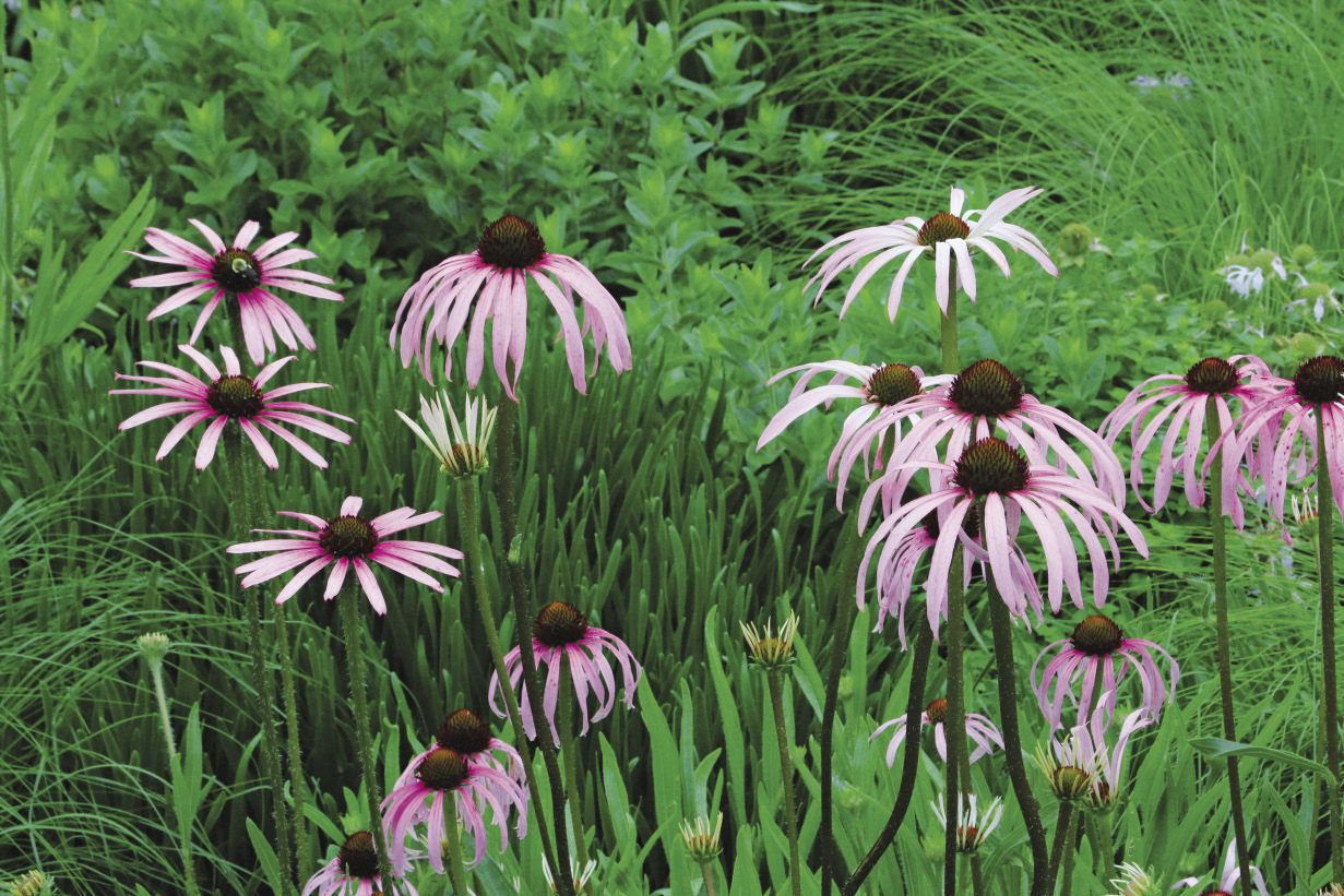 pale purple coneflower