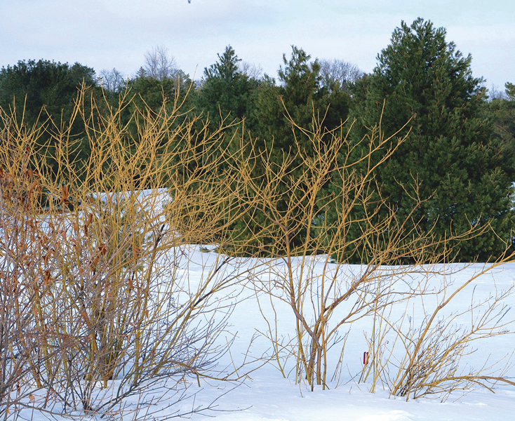 Intriguing Bark Enlivens A Winter Scene Finegardening