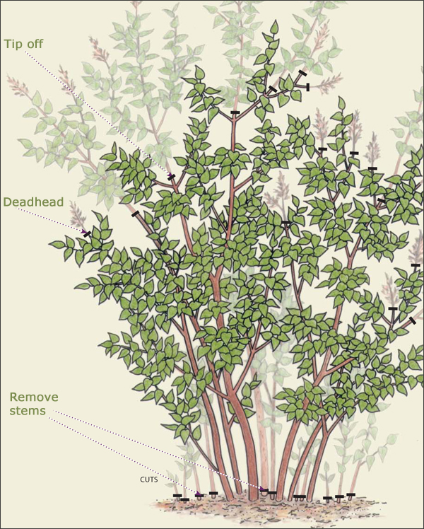 How To Prune Lilacs FineGardening