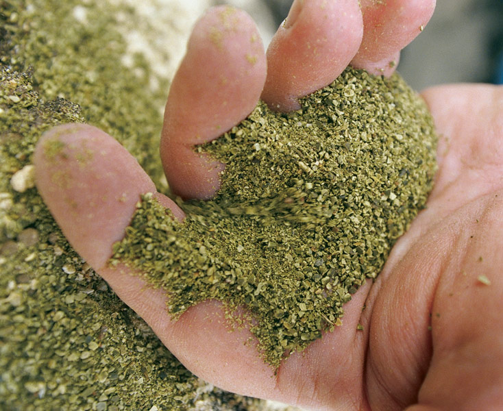 close up of hand holding kelp meal