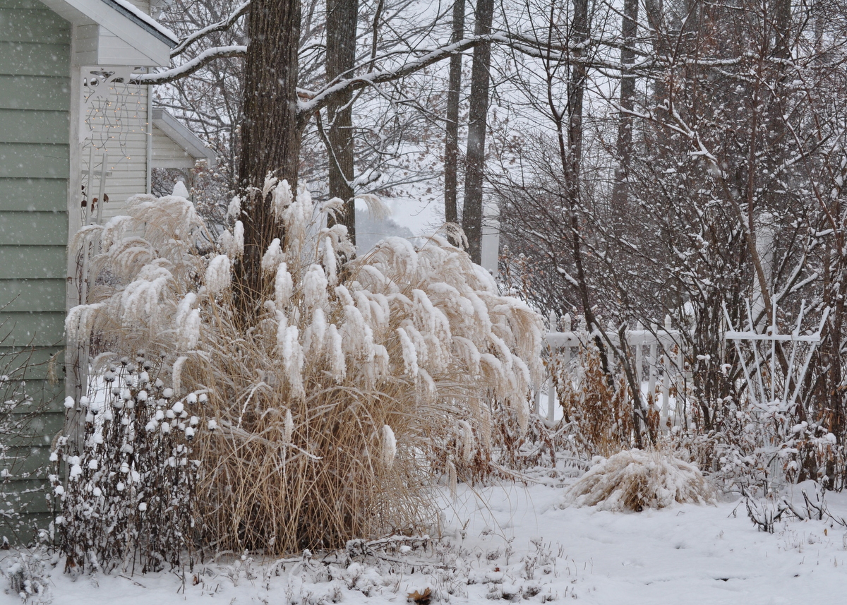 And Then Winter In Teries Garden In New York Finegardening