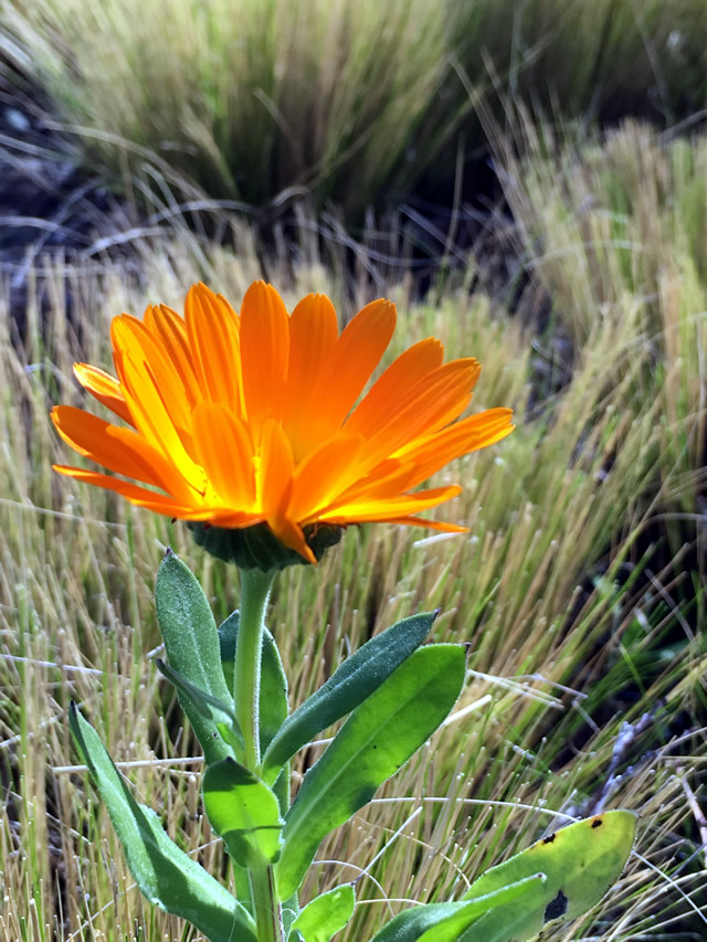 Rustic Native And Beautiful In Chile Finegardening