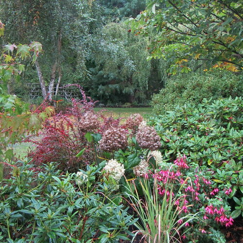 fall garden with hydrangea macrophylla incrediball