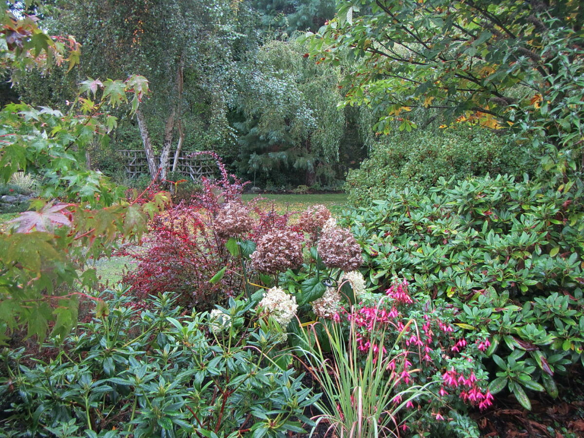 fall garden with hydrangea macrophylla incrediball