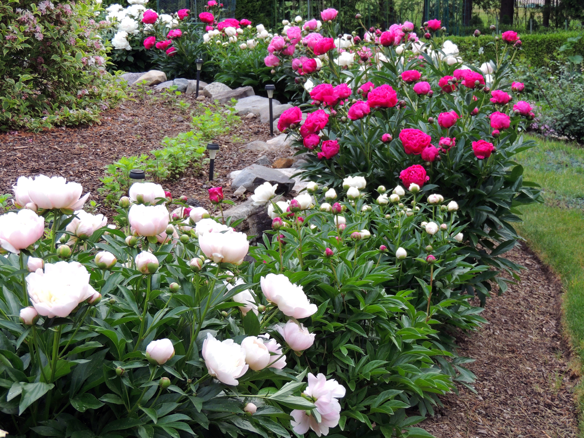 Do You Have a Favorite Peony? (Clare does) FineGardening