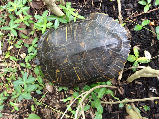 A Wildlife-Friendly Garden in Ohio - Fine Gardening