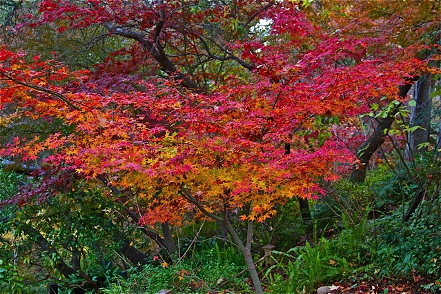 Japanese Maples Set Fire to this Fall Garden - FineGardening