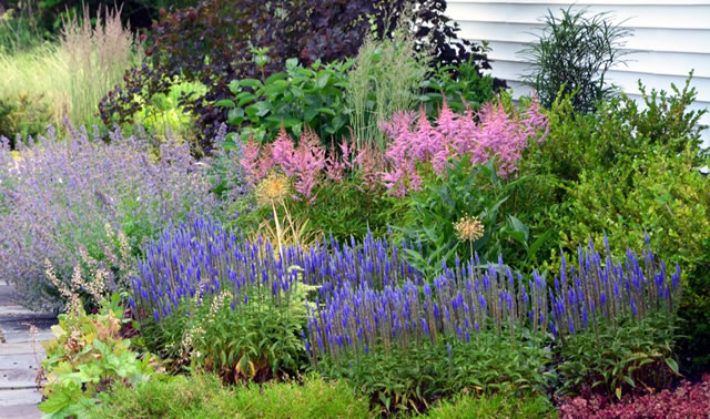 Lush Summer Blooms - FineGardening