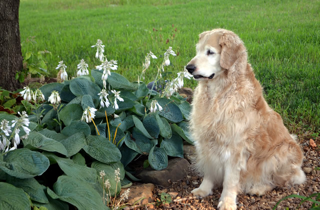 Hard Work Pays Off In Tn Finegardening