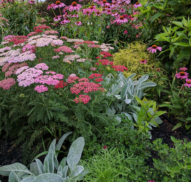 Vibrant Colored Blooms For All Seasons Finegardening - 