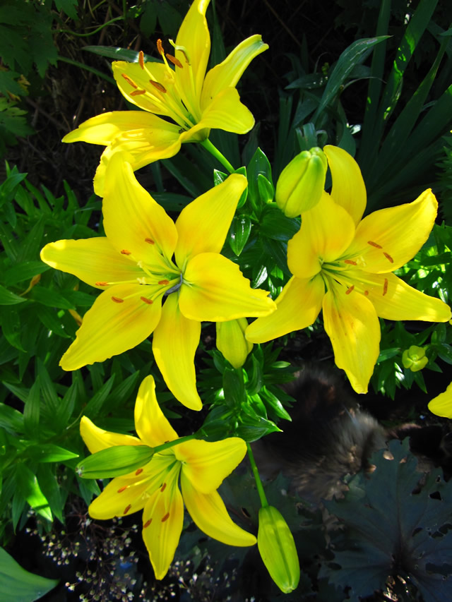 Profound Blooms in Alberta - Fine Gardening