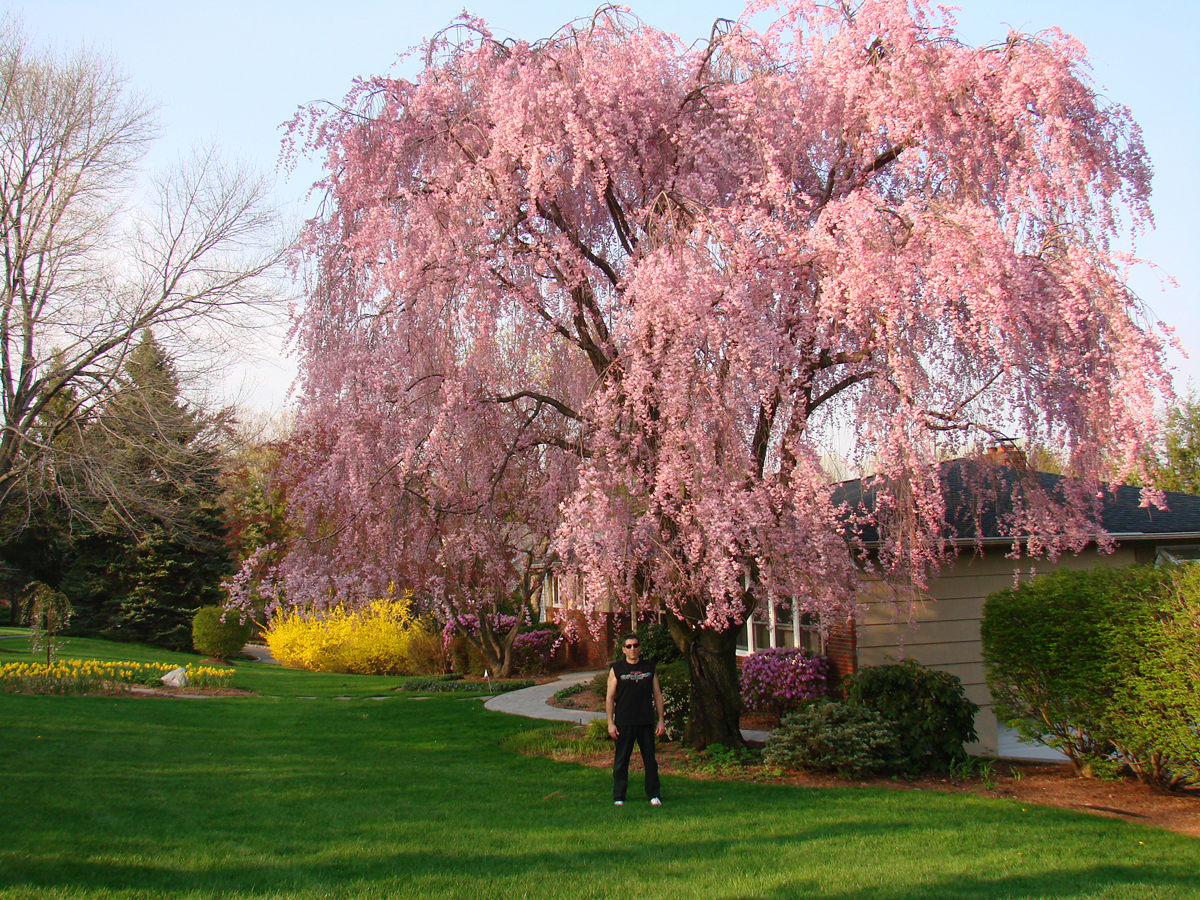 Clare S Garden In New Jersey Day 1 Of 2 Finegardening