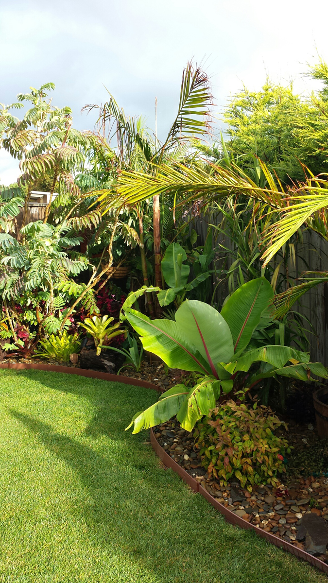 Daniel's tropical garden in AUSTRALIA - FineGardening