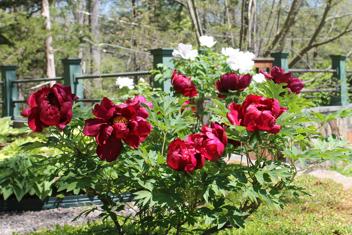 Paeonia Suffruticosa Landscape Plants Oregon State University