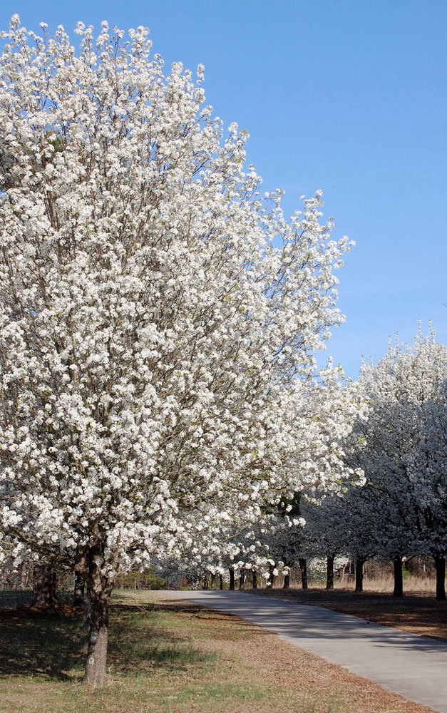 Fast Growing Trees To Avoid Finegardening