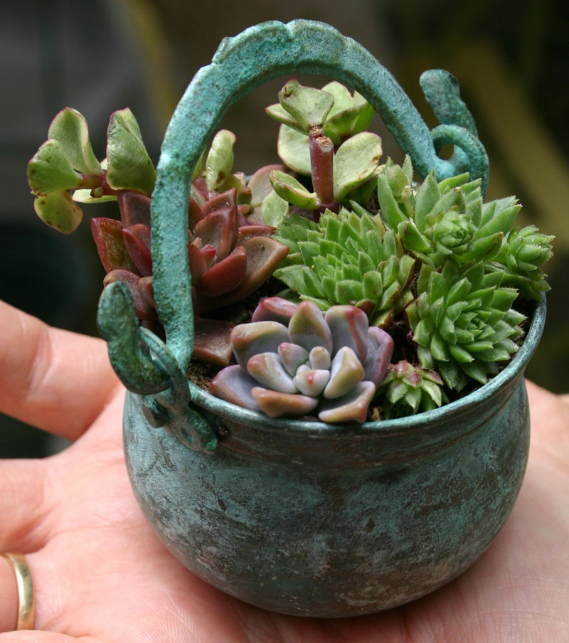 Book Review and Giveaway: Succulent Container Gardens - FineGardening