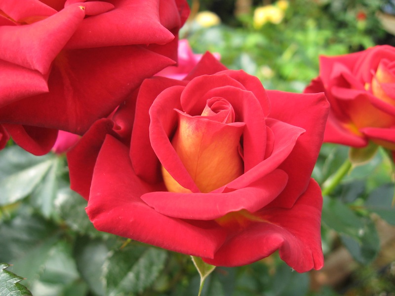 Meet The Biltmore Garden Rose Collection Finegardening