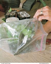 Place the tray of cuttings into a plastic bag. 