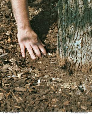 placing mulch a short distance from a tree trunk