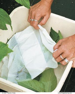 Keep your cuttings cool and moist while collecting them.